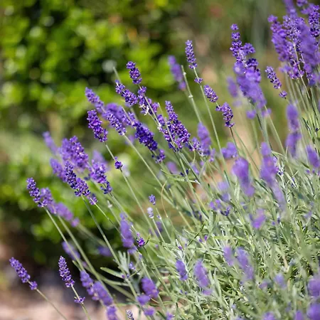 Letniskowe Albatros *