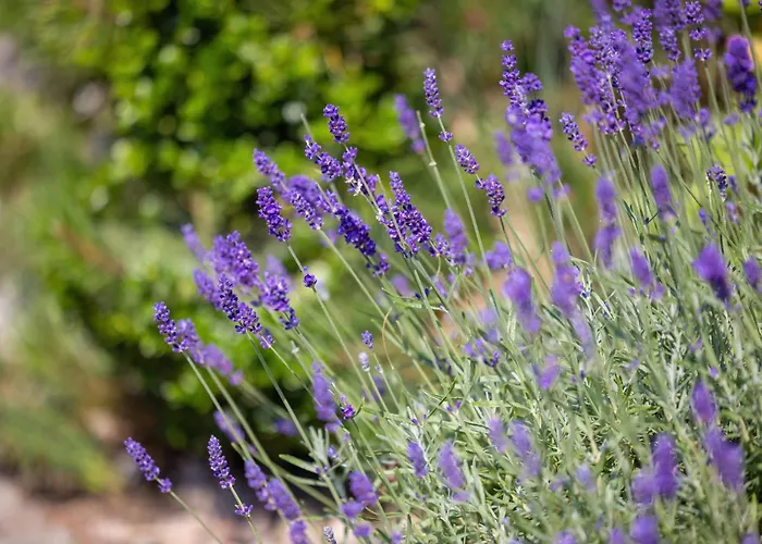 Letniskowe Albatros *